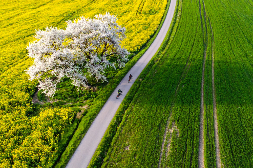 Fahrradfahrer auf Radweg zwischen Fruehlingswiese